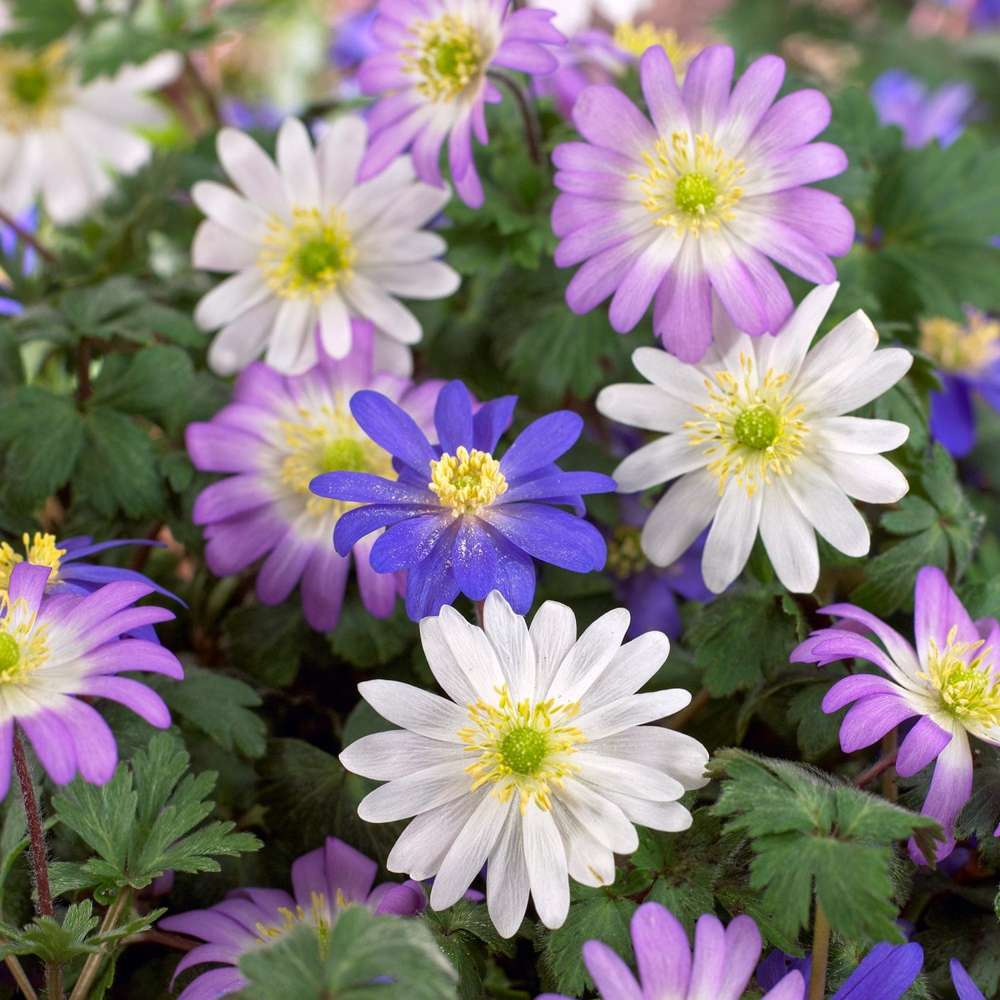 Anemone 'Blanda'-mix